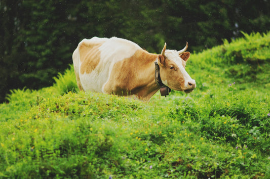 Grasgefütterte Rinder: Ein Unterschied für deine Gesundheit