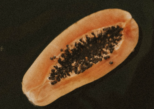 Wie Du mit der richtigen Ernährung Deine Mitochondrien stärkst und Deine Lebensenergie steigerst online kaufen | Raw Animal