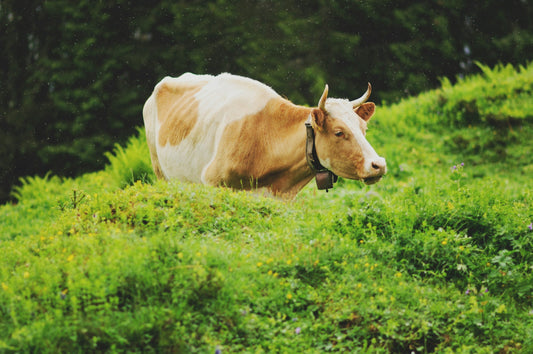 Grasgefütterte Rinder: Ein Unterschied für deine Gesundheit online kaufen | Raw Animal